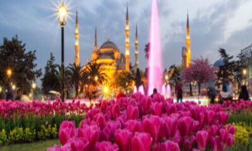 tulpanu in Stambul